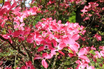 Cornus florida 'Cherokee Chief' - dřín květnatý - kvetení 1